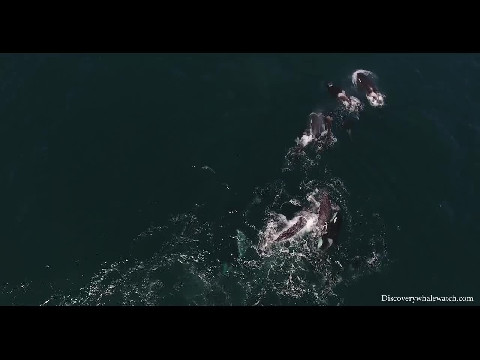 Killer Whale Attacks Gray Whale (Drone Footage) - Monterey CA