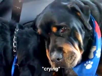 Poor Dog