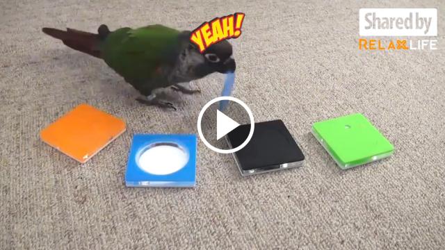How Smart Are These Parrots?
