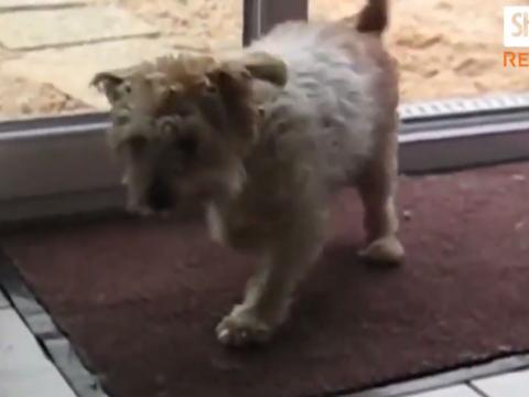 Wipe Your Paws Before Going Inside!