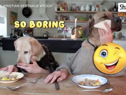 Animals Act Like Humans