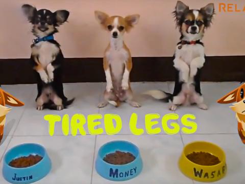 These dogs are smart. They know the right time to do.