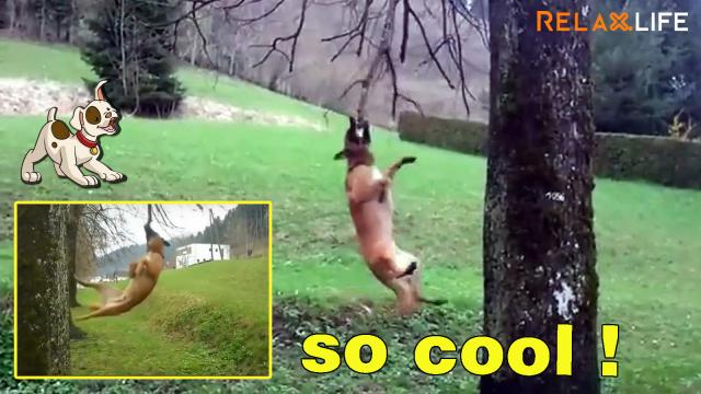 A dog tries to practice to become a juggler