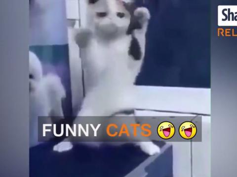 Cats Are So Funny!