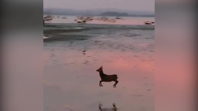 I love this deer!