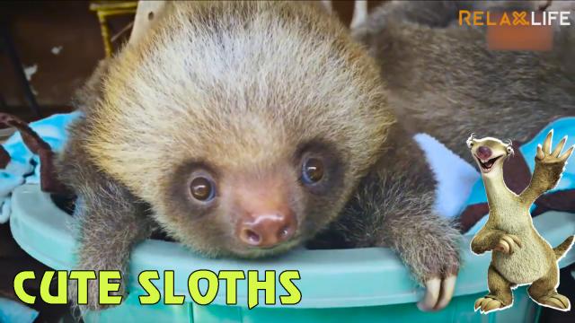 How cute are these sloths?!
