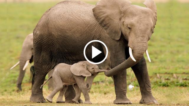 New born elephant learns a stand lesson from her mom