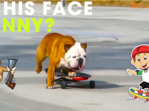Skateboarding Dog Compilation