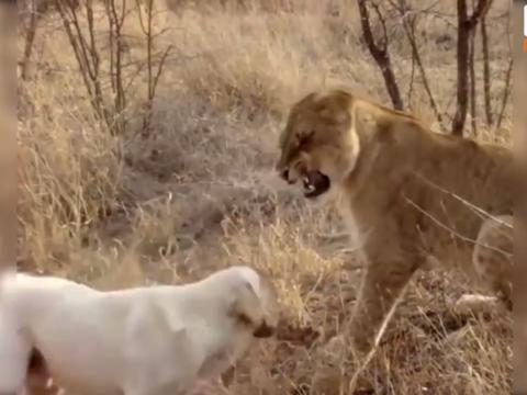 They Are Toughest Animals On Earth