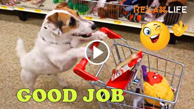 Dogs are definitely a good housekeeper