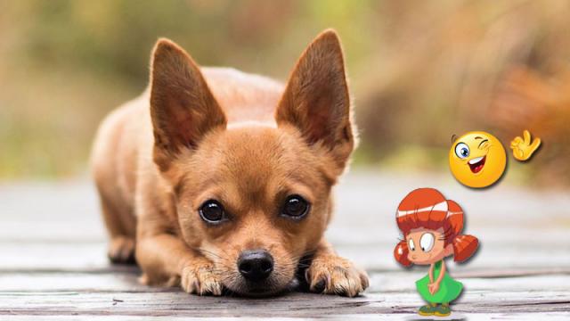 Obedient dogs listen well