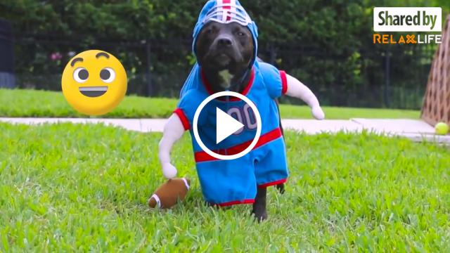 Animals Love Costumes