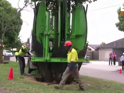 Cách để di chuyển cây lớn mà không làm hại rễ