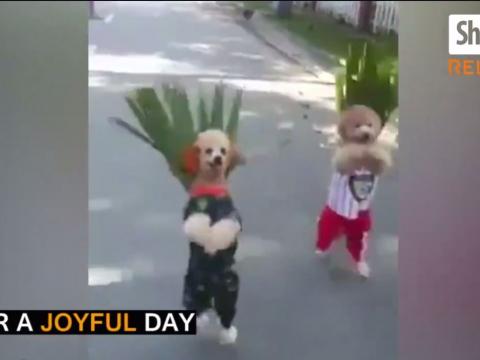 Funny Dogs Acting Like Humans