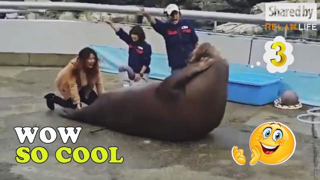 Hải cẩu cũng là những nhà biểu diễn tài năng