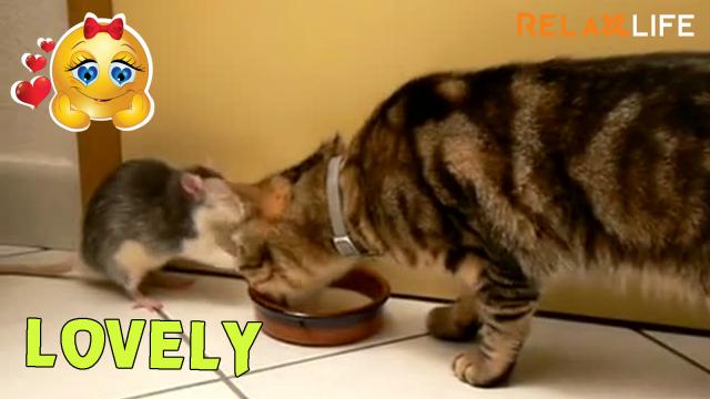 Cat and mouse live together safe and sound