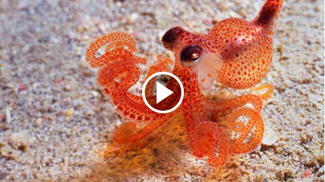 A Tiny Baby Octopus Is Crawling In Your Palm!