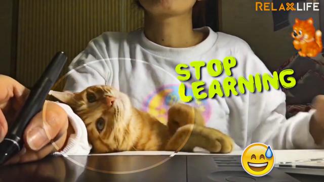 How's your study going with...pets.