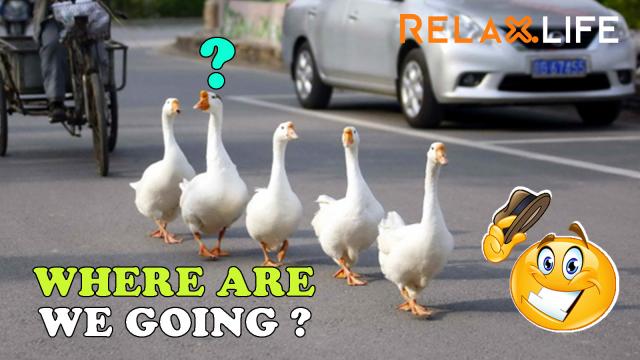 Duck family cross over the street under the guidance of their parents.