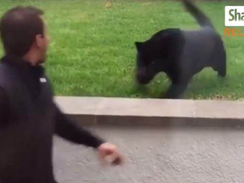 Unusual Human-Animal Friendships That You May Not Believe
