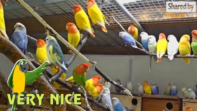 Ngắm nhìn cả họ nhà vẹt chung sống với nhau