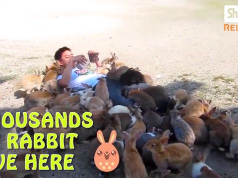 For Those Who Love Rabbits