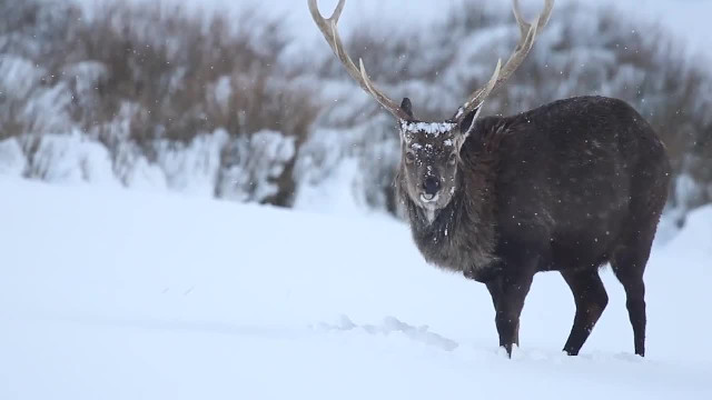 Deer in Northern Ireland snow