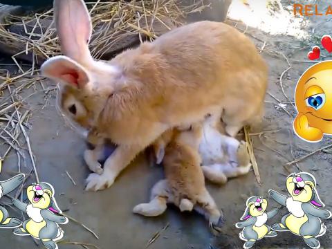 Sweet moments of mom and her babies