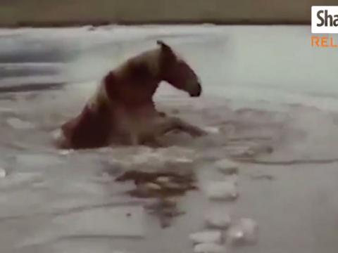 These Are Some Of The Most Luckiest Horses In The World
