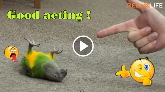 Animal could understand and react with their owner action