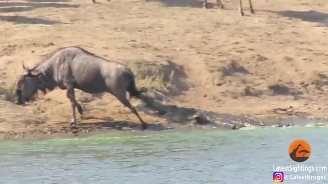 Hippos Come to Rescue Wildebeest from Crocodile