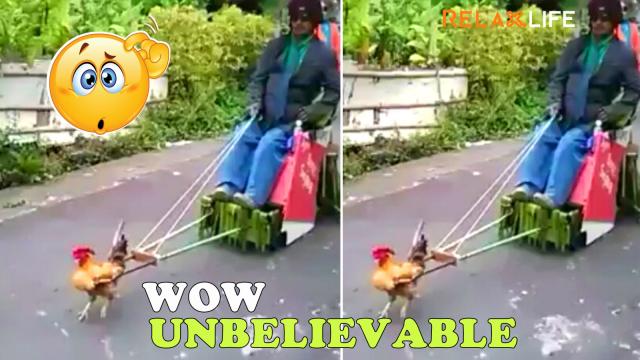 Amazing chicken could carry a man along with the street.