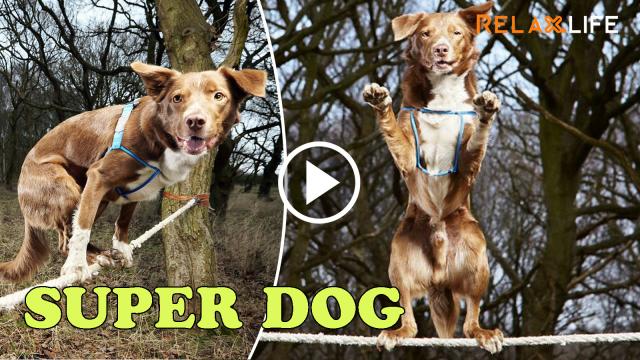 A dog stands 2 feet in a line for a while