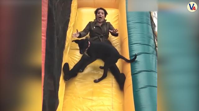Dogs & Slides Compilation