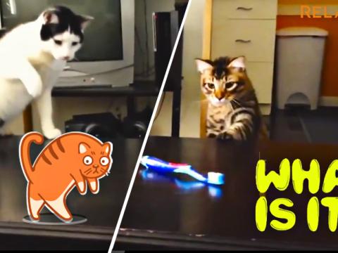 Cat Loves Toothbrush