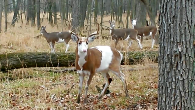 Have you ever seen deer like this
