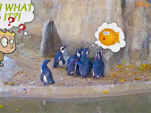 Animals Are So Funny
