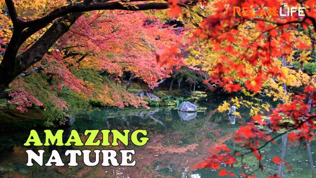 Beautiful pictures from the nature