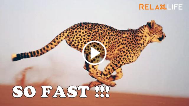 Leopard runs as fast as a car