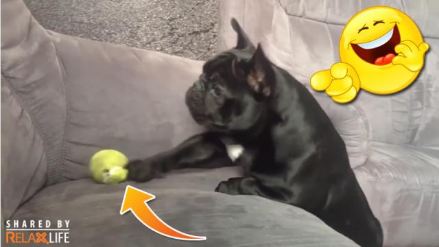 Dogs try to be cool but failed