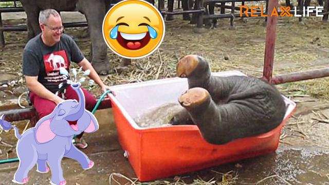 Baby elephant's shower time