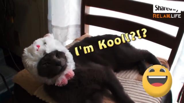 Please enjoy this funny animal cosplay show