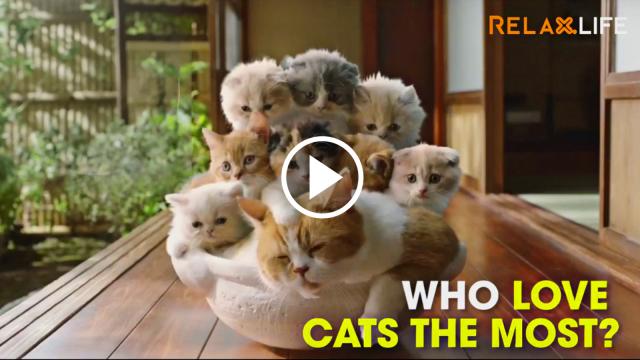 Hình tượng chú mèo Doremon rất có thể từ lý do yêu mèo vô đối của quốc đảo này