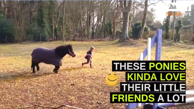 A Little Girl Riding A Little Pony