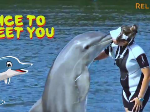 Are Dolphins Intelligent?