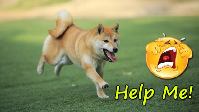 Smart dog ran for his owner's life