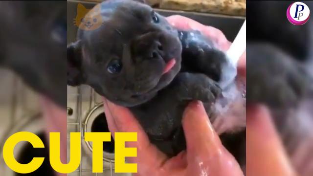 Best Of Cute Baby Dogs
