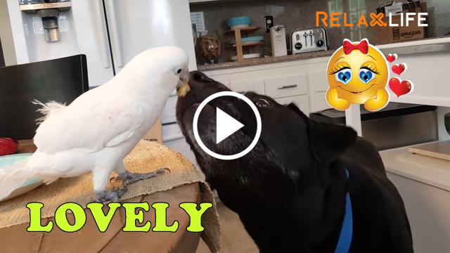 Love is exited everywhere with any animal