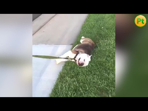 FUNNY DOGS