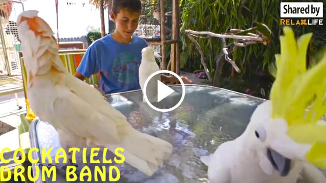 Cockatiels drum band